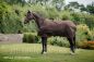 Preview: Bucas Irish Turnout Light/50 Regendecke in drei Farben: Navy, Espresso, Black