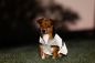 Preview: Bucas ReflectGlow Hundemantel, voll reflektierend, wasserdicht & atmungsaktiv