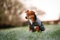 Preview: Bucas ReflectGlow Hundemantel, voll reflektierend, wasserdicht & atmungsaktiv