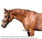 Preview: Imperial Riding Longierhilfe Ausbinder, Rose/Bordeaux/Silver