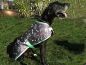 Preview: WeatherBeeta Thermo-Hundemantel Top Dog ab Gr. 30 cm