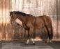 Preview: Norton Longierhilfe Ausbinder Gr. Pony, Cob, Full