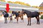 Mobile Preview: Equi Thème Schulterschutz Brustschutz für Pferde