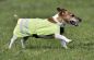 Preview: Busse Hundemantel Reflection