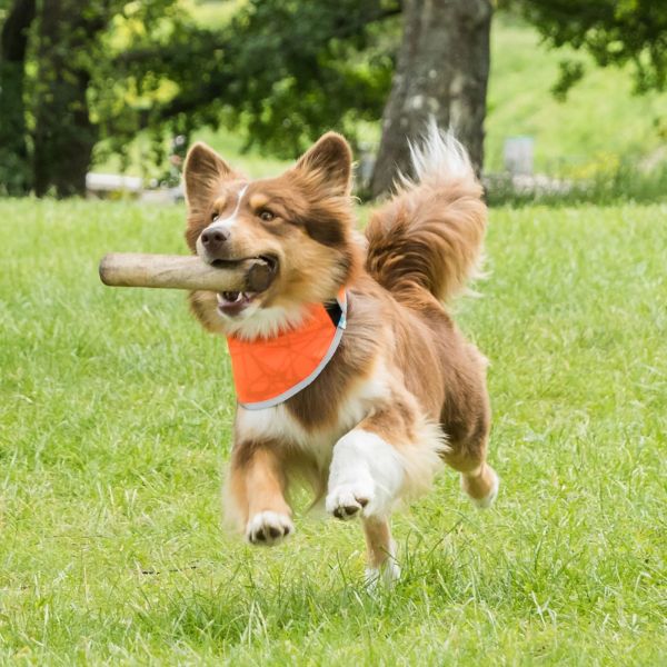 Back on Track Draco Bandana, Reflective Orange