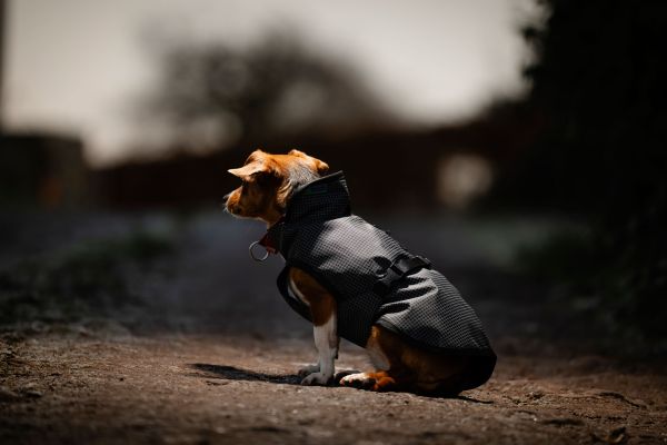 Preview: Bucas ReflectGlow Hundemantel, voll reflektierend, wasserdicht & atmungsaktiv