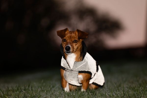 Bucas ReflectGlow Hundemantel, voll reflektierend, wasserdicht & atmungsaktiv
