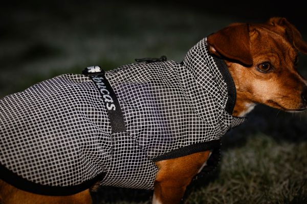 Bucas ReflectGlow Hundemantel, voll reflektierend, wasserdicht & atmungsaktiv