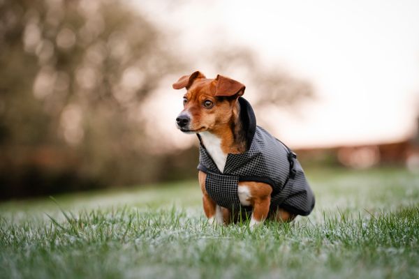 Bucas ReflectGlow Hundemantel, voll reflektierend, wasserdicht & atmungsaktiv