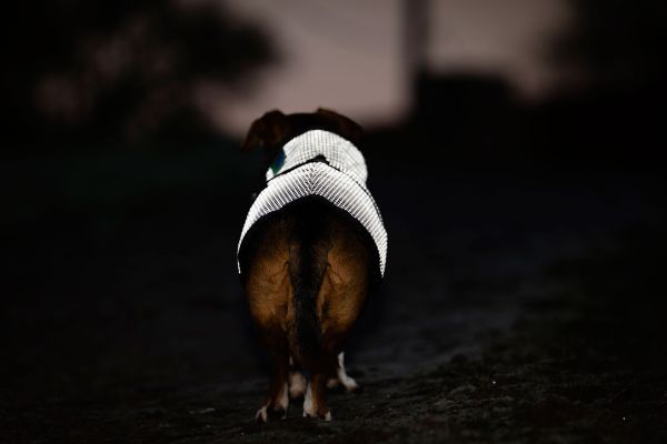 Preview: Bucas ReflectGlow Hundemantel, voll reflektierend, wasserdicht & atmungsaktiv