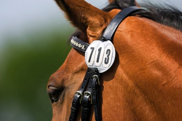 Miracle Horses Reitsportbedarf: Online-Shop rund um Pferdebedarf,  Reitbekleidung, Stallzubehör, Hundeartikel - Kerbl Gurt-Adapter für den  Auto-Sicherheitsgurt