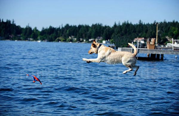 Hundespielzeug Chuckit! Flying Squirrel Frisbee