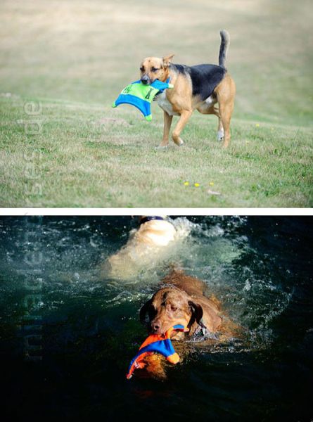 Hundespielzeug Chuckit! Flying Squirrel Frisbee