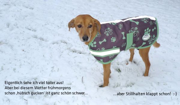 WeatherBeeta Thermo-Hundemantel Top Dog ab Gr. 30 cm