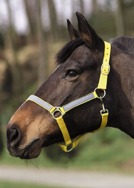Halfter Reflex, gelb Gr. Pony