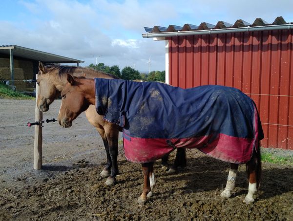 Equi Thème Tyrex 1200D Combo Regendecke mit Halsteil, Gr. 145/150 cm