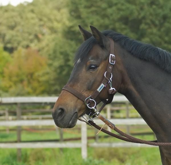 Busse Nylonhalfter Riding: Halfter zum Reiten