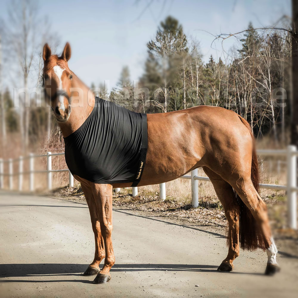 Miracle Horses Reitsportbedarf Online-Shop rund um Pferdebedarf, Reitbekleidung, Stallzubehör, Hundeartikel