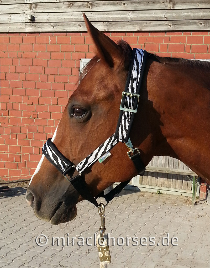 Miracle Horses Reitsportbedarf: Online-Shop rund um Pferdebedarf