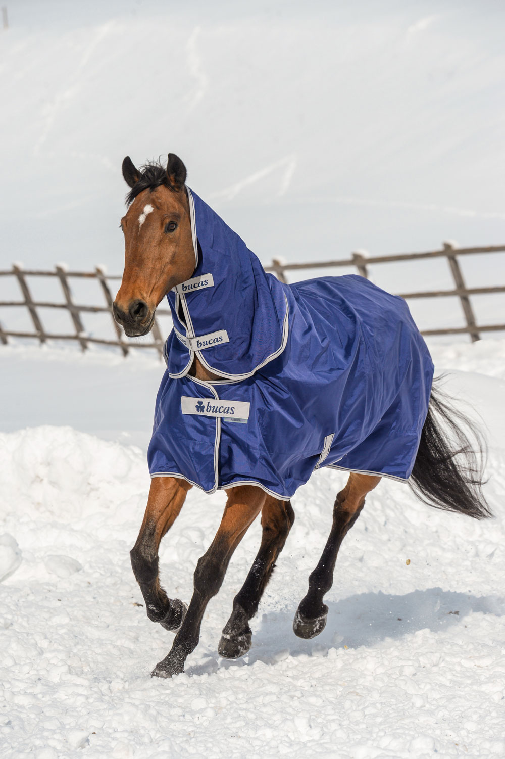 Miracle Horses Reitsportbedarf: Online-Shop rund um Pferdebedarf