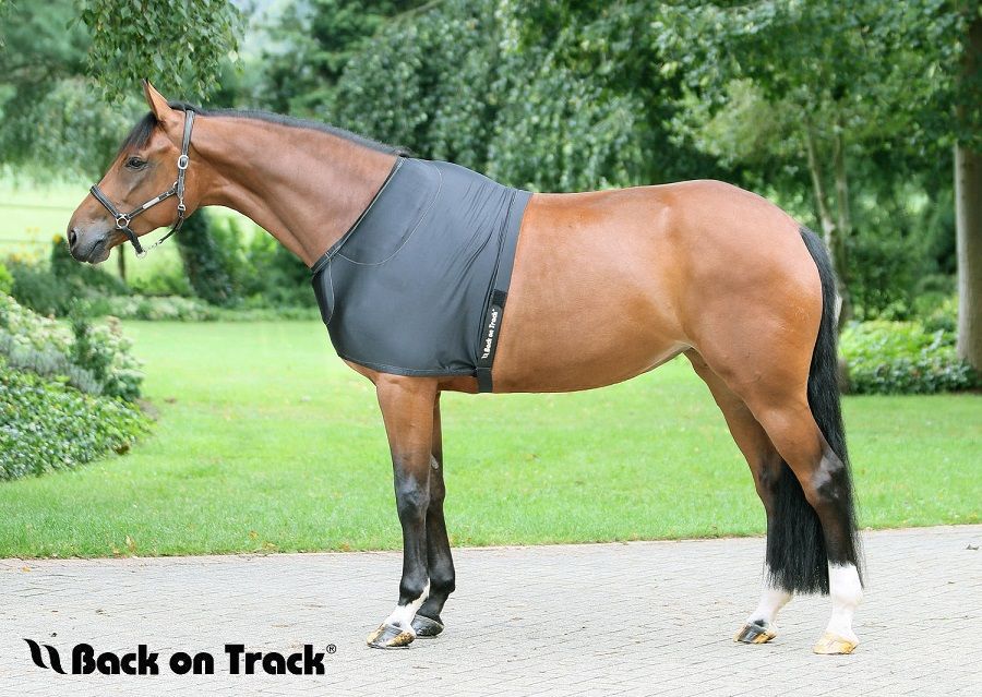 Back on Tack Schulterschutz für Pferde