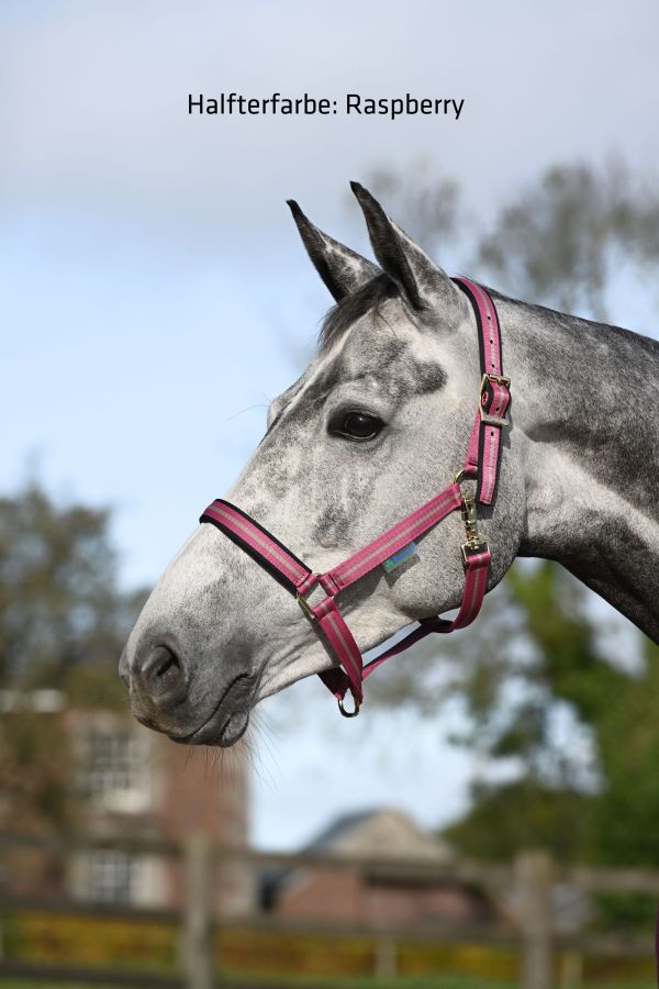 Bucas Dublin Halfter, gepolstert & extrem leicht