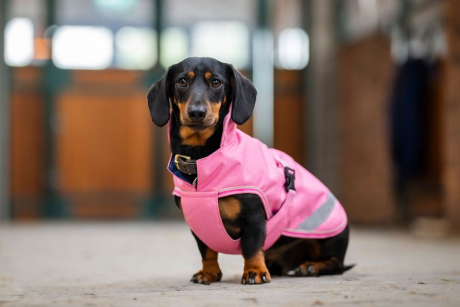 Bucas Freedom wasserdichter Hundemantel