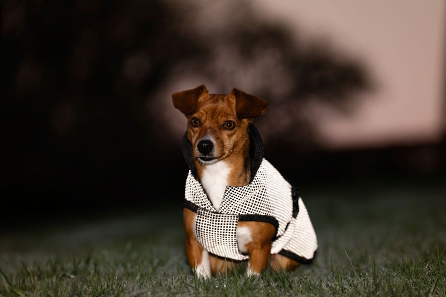 Bucas ReflectGlow Hundemantel, voll reflektierend, wasserdicht & atmungsaktiv