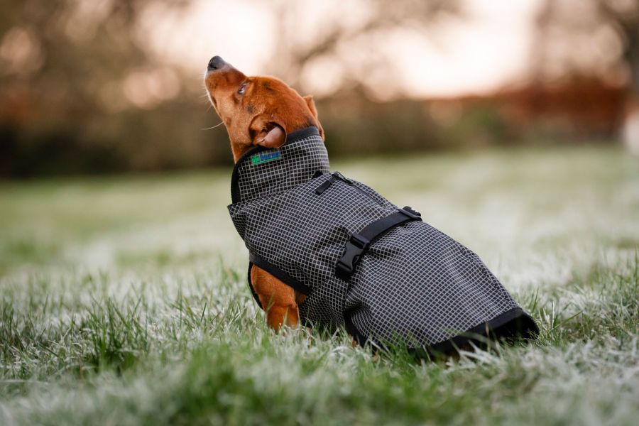 Bucas ReflectGlow Hundemantel, voll reflektierend, wasserdicht & atmungsaktiv