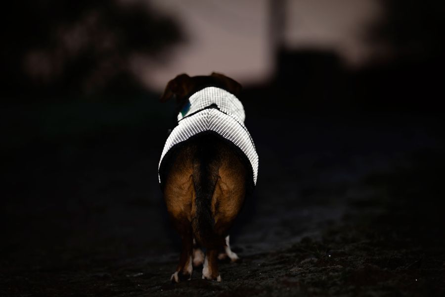 Bucas ReflectGlow Hundemantel, voll reflektierend, wasserdicht & atmungsaktiv