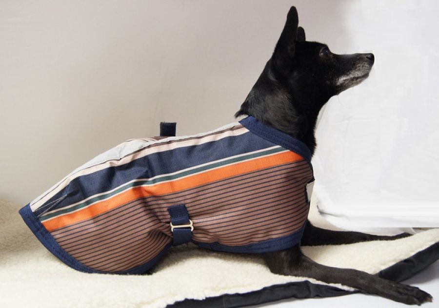 WeatherBeeta Joules® gefütterter Hundemantel Sabrina Stripes