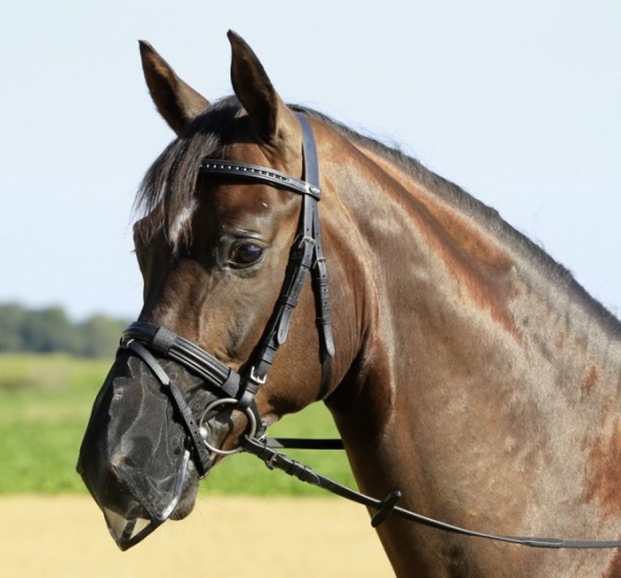 Busse Nüsternschutz Fly Protector mit Klett