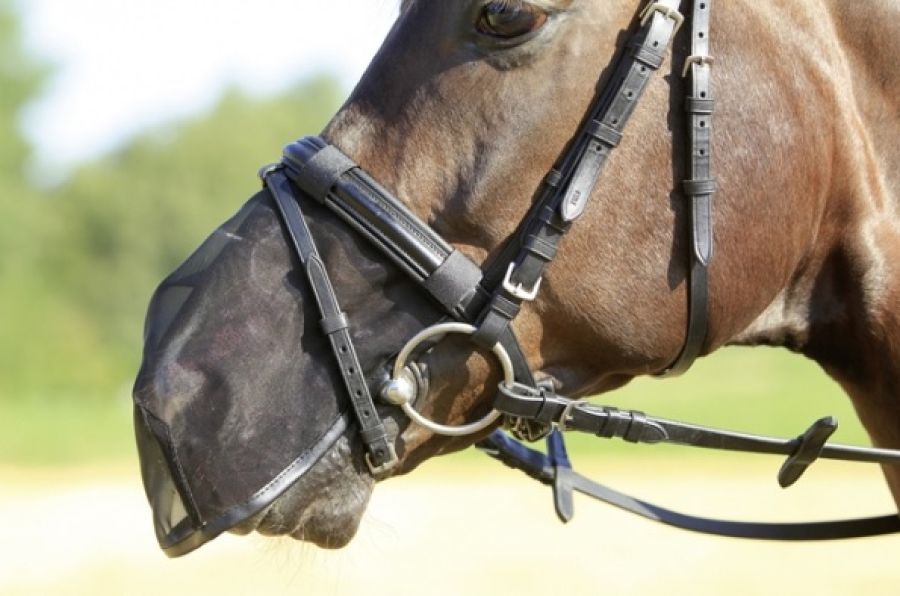 Busse Nüsternschutz Fly Protector mit Klett